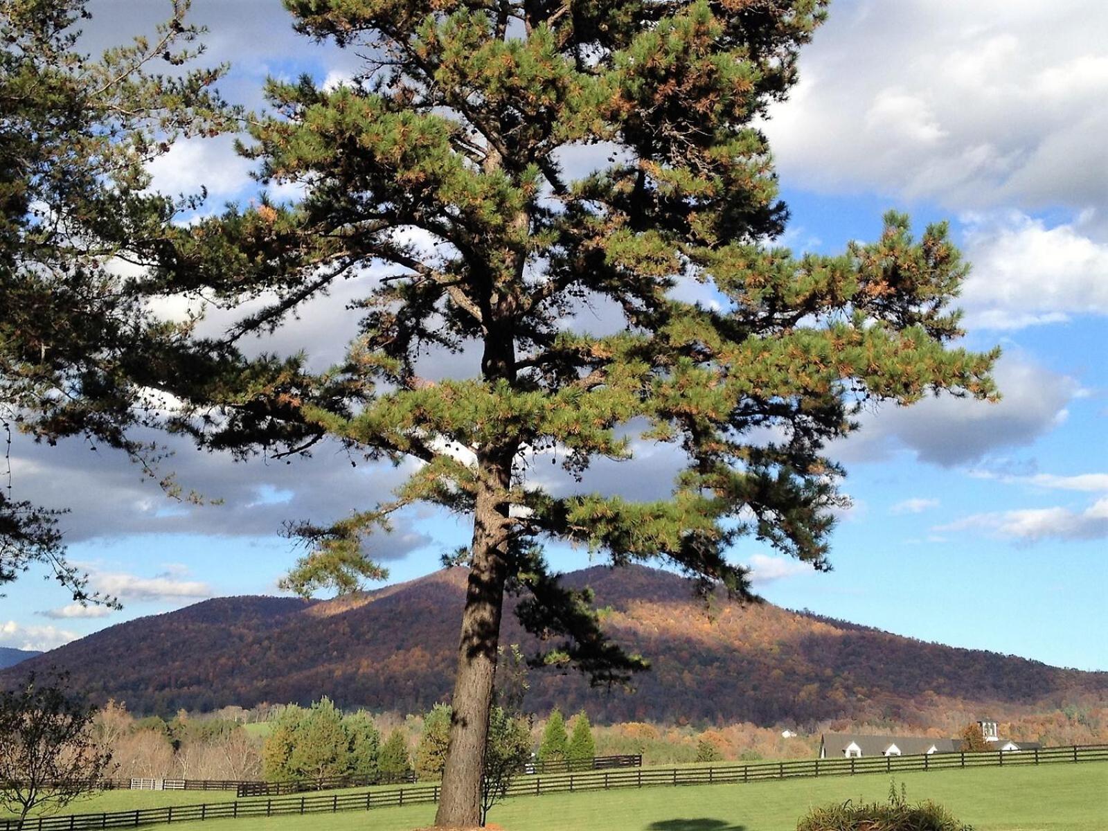 Montfair Resort Farm Crozet Bilik gambar